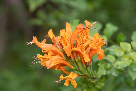 Close up of cape honeysuckle (tecomaria capensis) flowers in bloom