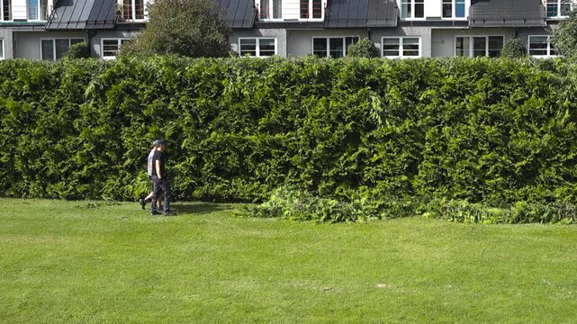 Two professional gardeners collaborating to clean up trimmed branches and clippings after pruning a large green hedge in a suburban neighborhood backyard during a sunny summer day