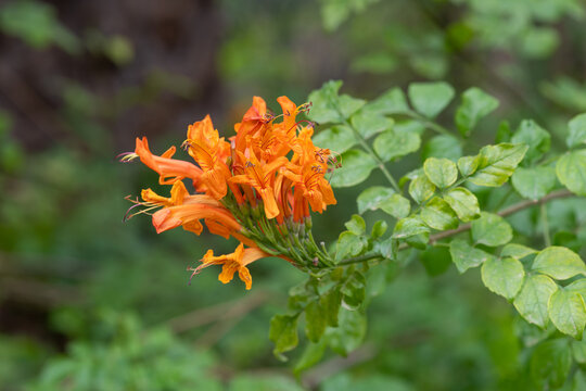 Close up of cape honeysuckle (tecomaria capensis) flowers in bloom