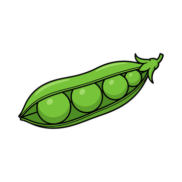 Fresh green pea pod with organic peas isolated on a white background