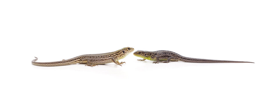 Two sand lizards facing each other isolated on a white background.