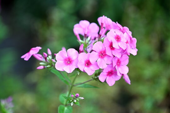Phlox