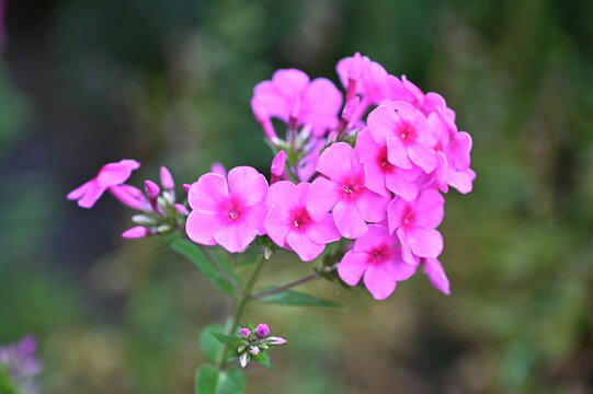 Phlox