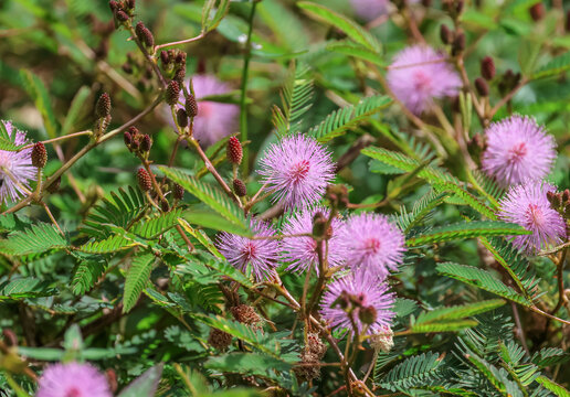 Mimosa pudica (also called sensitive plant, sleepy grass, humble plant, touch-me-not, shame plant or shy plant) is a creeping annual or perennial flowering plant of the pea/legume family Fabaceae. 