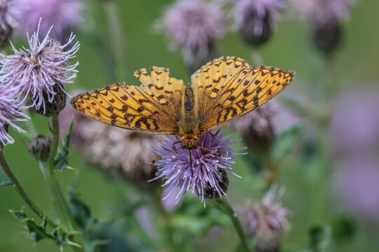 Great spangled fritillary on creeping thistle. The great spangled fritillary (Speyeria cybele) is a North American butterfly of the family Nymphalidae.