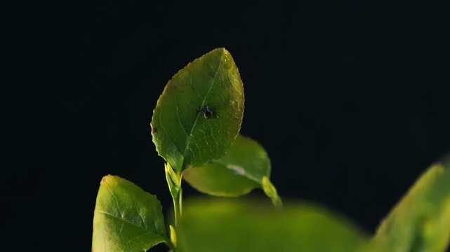 Extreme close up of a tiny black tick, a potential carrier of Lyme disease, slowly moving across a vibrant green leaf of a blueberry bush against a solid black background