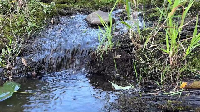 Small stream flowing over rocks in a green forest.