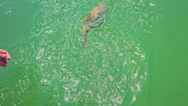 Careful catch and release fishing in slow motion, with an angler reviving a smallmouth bass in calm lake water, highlighting outdoor recreation and fish conservation.