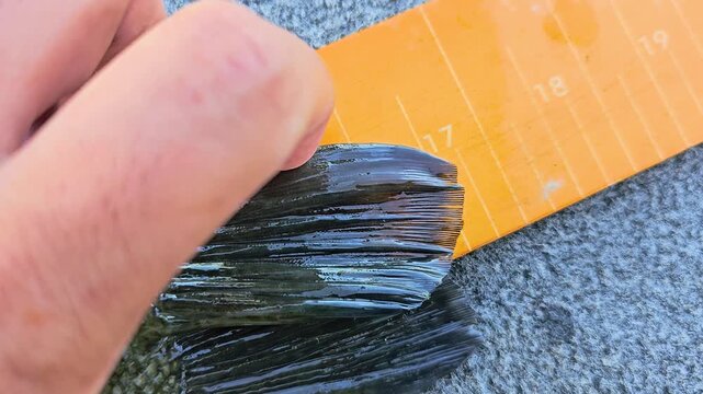 Close-up of smallmouth bass tail being measured on an orange fish ruler, with wet fin detail, boat carpet texture, and angler hand documenting freshwater fishing catch size.