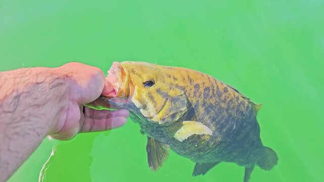Fish release moment with smallmouth bass pushing through clear green water, creating bubbles and ripples beside a boat during a summer freshwater fishing outing.