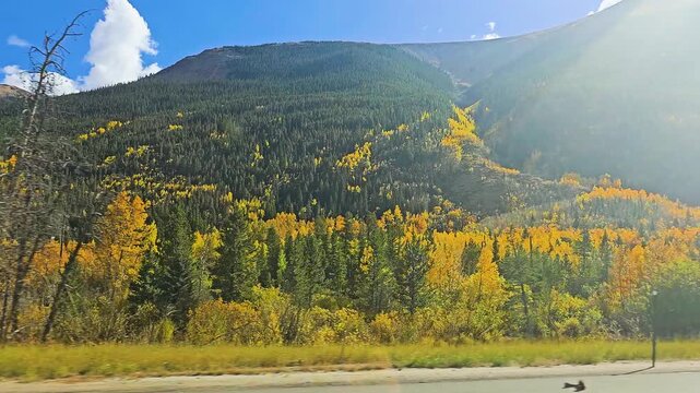 Drive by view of a forested mountain in fall, with vivid golden aspens, green conifers, roadside brush, and smooth motion blur beneath a cloudless blue sky during a scenic road trip.