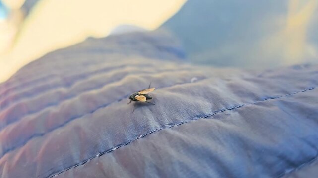 Close-up of a fly clinging to a blue quilted jacket in strong wind, with shallow focus, rippling fabric, outdoor light, and small insect detail in a breezy nature moment.