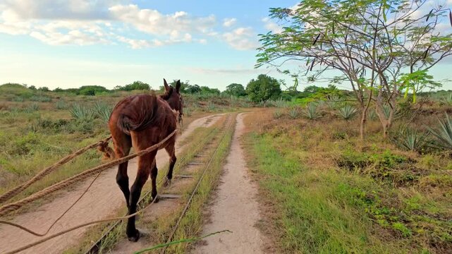 A mule hauls a wooden trolley along rusted rails past rows of blue agave and scrub under a wide evening sky on a henequen estate in Yucatan, southern Mexico, preserving a way of working long gone.