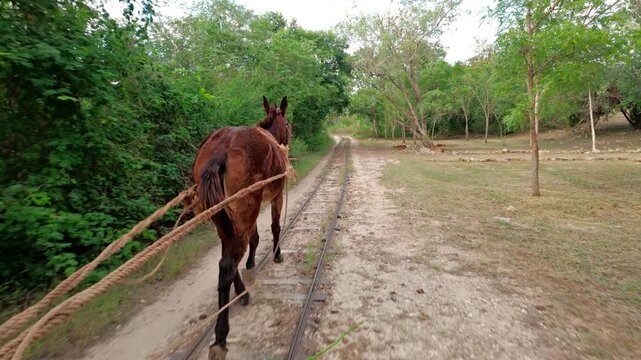 A harnessed mule pulls a wooden rail trolley along the narrow gauge track of a historic henequen plantation through dry woodland in Yucatan, southern Mexico, once the only way to move the harvest.