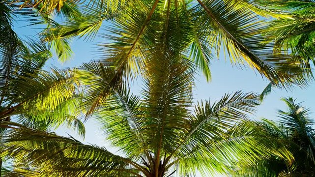Bright sunlight streams through the dense canopy of coconut palms, backlighting the fronds and creating a vivid green pattern against the tropical sky of Sri Lanka, a bright pattern of foliage.
