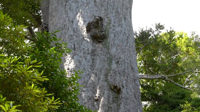 Tane Mahuta giant kauri trunk rises through dense forest foliage in New Zealand.