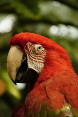 Ara macao in primo piano su sfondo naturale © Simone