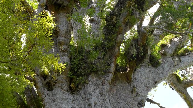 Details of Tane Mahuta AKA God of the Forest giant kauri tree in Waipoua Forest of Northland Region, New Zealand, close up shot