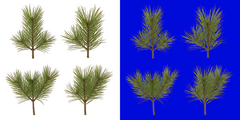 Four pine tree branches with green needles isolated on a white background, coniferous plant for winter and holiday compositions © Design Planer