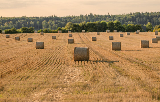 Orderly round straw bales line rows across harvested farmland.