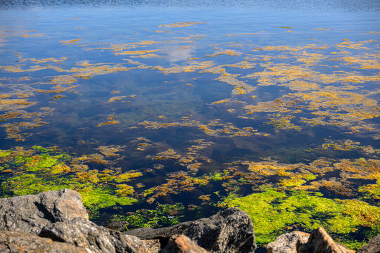 Gutweed Ulva intestinalis and brown algae along rocky shoreline.
