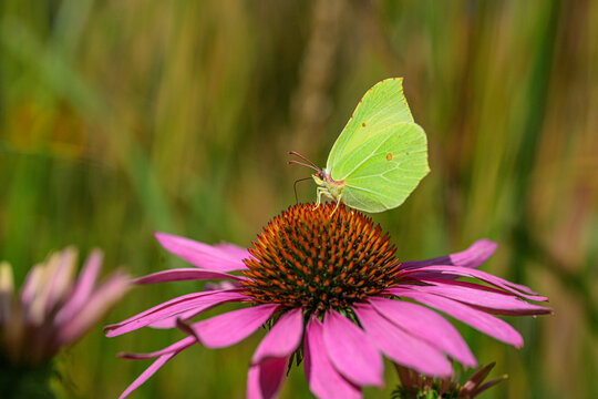 Common brimstone Gonepteryx rhamni perched on purple coneflower Echinacea purpurea.