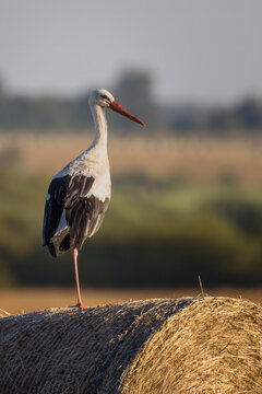 White stork standing on round straw hay bale in golden hour light