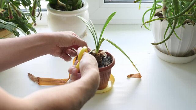 Removing dead leaves from a houseplant. A sick houseplant on a windowsill.
