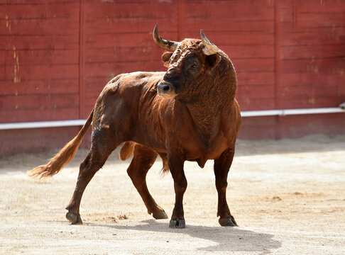 a strong bull with big horns in spain