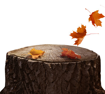 Wooden stump with autumn maple leaves cut out
