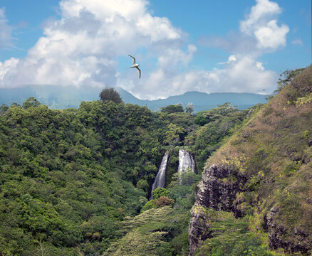 White-tailed tropicbird (Phaethon lepturus) in flight over Ōpaekaʻa Falls, Wailua River State Park, Kauai, Hawaii