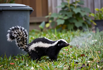 Naklejka premium Wildlife pest control and urban animal encounters, striped skunk spraying defensive odor in a residential backyard