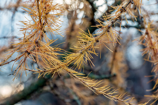 Golden Needle Clusters on Larch Short Shoots in Autumn