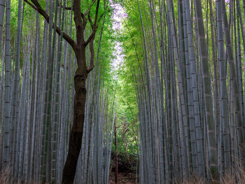 嵐山の竹林の小径に広がる緑と木漏れ日の風景