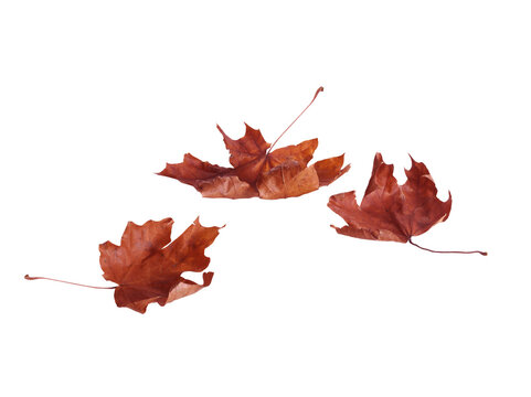 Red autumn maple leaf png  Isolated on transparent Background
