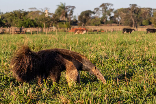 Giant Anteater (Myrmecophaga tridactyla) in the Brazilian Cerrado at Golden Hour