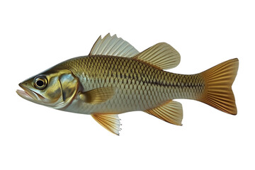 Fototapeta premium Olive silver freshwater fish side view