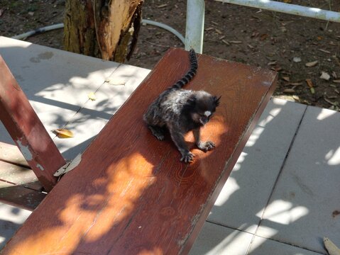 sagui-de-tufos-brancos, esp&eacute;cie Callithrix jacchus, esp&eacute;cie nativa do Nordeste brasileiro facilmente encontrada no Estado de S&atilde;o Paulo, onde &eacute; considerada esp&eacute;cie invasora.