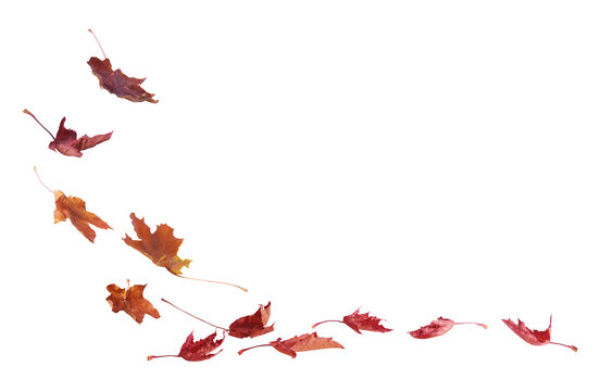 A set of vibrant  autumn maple leaves isolated on transparent background. Fall designs. Thanksgiving themes.