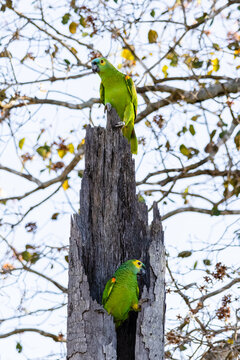 Turquoise-Fronted Amazon Parrot at Nest in Hollow Tree Trunk Against Blue Sky