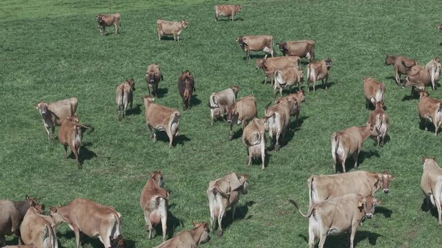 Cattle Farming for Dairy and Beef Production