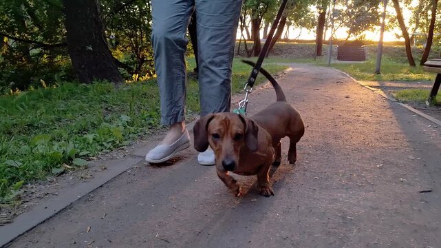 A Warm Evening Stroll: Capturing the Joyful Moment of a Person Walking with Their Playful Dachshund as the Sun Sets in a Peaceful Park Setting