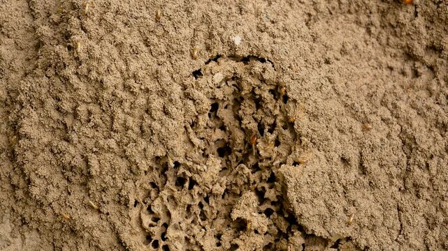 Macro view showing busy termites moving through their intricate tunnels, a network of galleries within a mound of earth, illustrating their social behavior and the damage caused by infestation