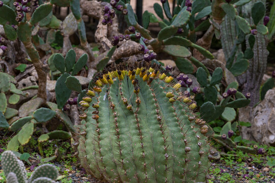 Melocactus Barrel Cactus With Fruiting Crown Growing Among Prickly Pear Opuntia Plants