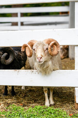 Cream colored horned ram looking through white wooden fence in outdoor paddock. © Lena May