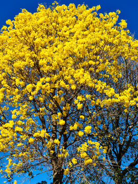 Stunning yellow Ip&ecirc; tree in full bloom under a bright blue sky. Beautiful native flora of the Brazilian Cerrado.