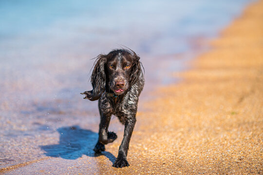 Wet russian cocker spaniel walking along the edge of a blue sea shore.