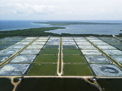 Aerial view of a large fish farm with rectangular aquaculture ponds, dirt paths, and lush coastal vegetation along the sea in Calape, Central Visayas, Philippines.