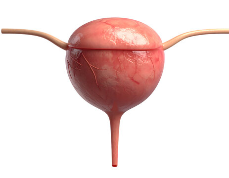Human urinary bladder anatomy showing detailed internal structure with ureters for medical education and scientific research in healthcare sector