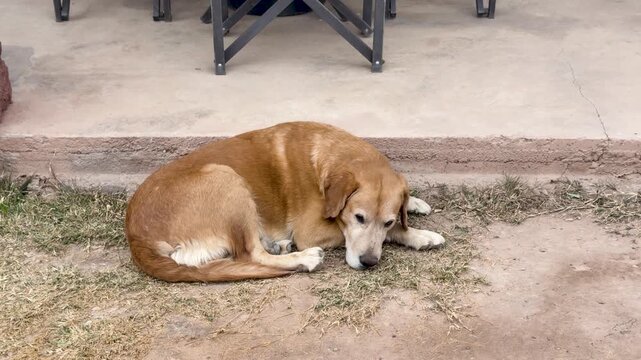 A calm golden Labrador Retriever relaxes on a patchy lawn by a rustic cement patio in Argentina, natural daylight softly highlighting its fur, handheld shot.